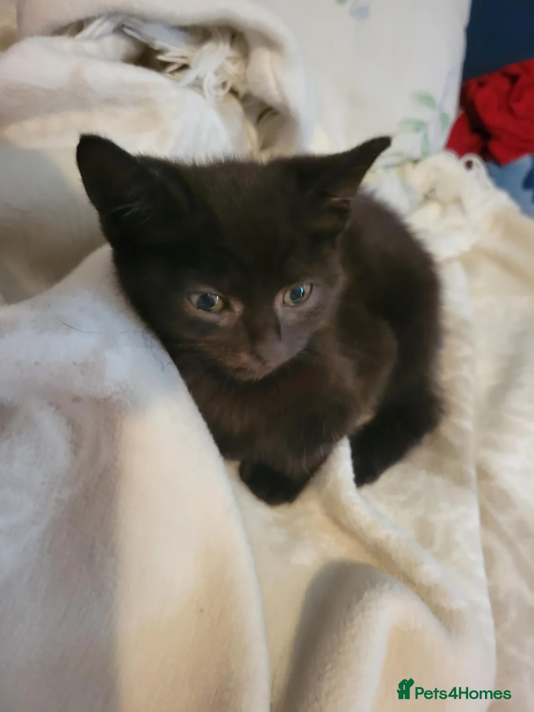 Mixed Breed cats for sale: Black kittens looking for there new home  - Advert 4
