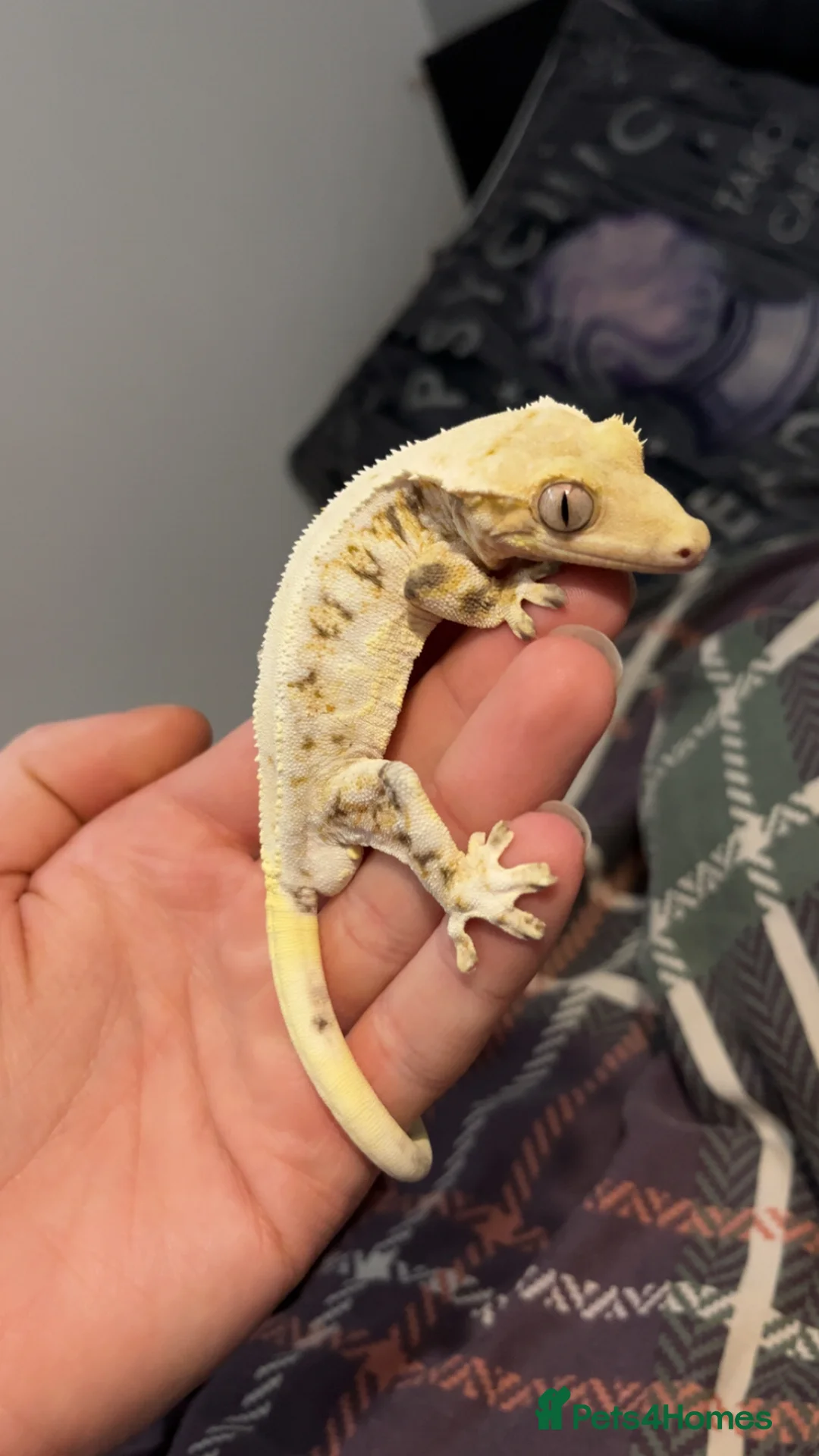 Gecko reptiles for sale: 3x crested geckos and terrariums in Hayling Island - Advert 1