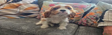 Cavalier King Charles Spaniel Puppy 2