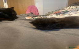 Maine Coon cats for sale: Maine coon cross kittens  - Image 9