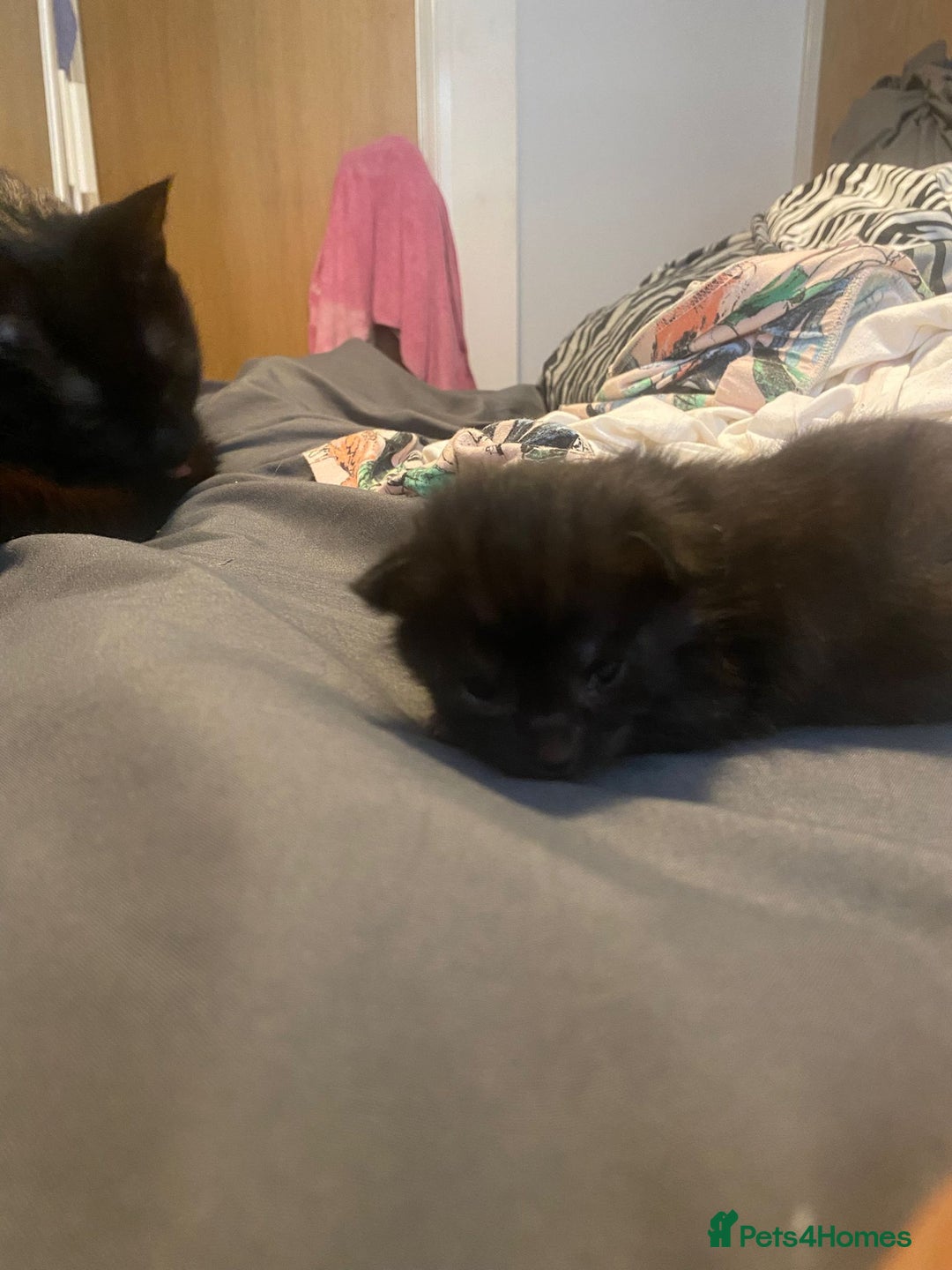 Maine Coon cats for sale: Maine coon cross kittens  - Image 9