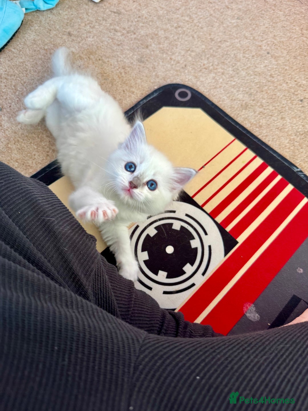 Ragdoll cats for sale: Beautiful Registered Ragdoll Kittens Available  - Advert 22