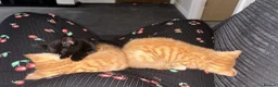 Mixed Breed cats for sale: 🐾🧡 x2 Adorable Ginger Toms 🧡🐾 - Advert 5