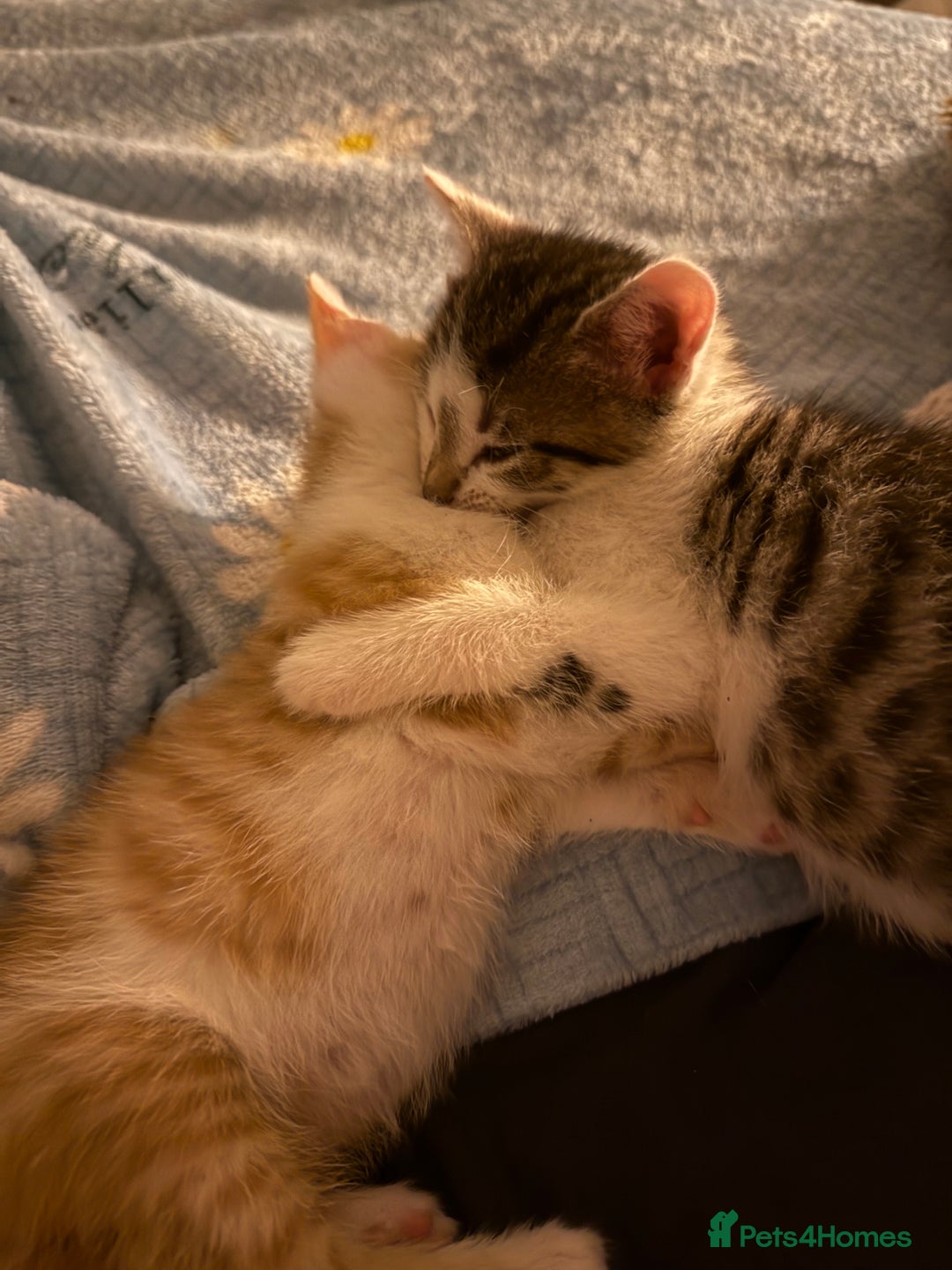 Mixed Breed cats for sale: Little Hand Reared Pops Needs His Forever Home - Advert 3