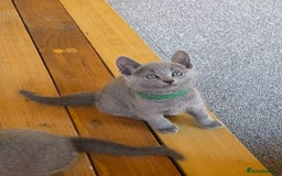 Russian Blue cats for sale: Russian Blue Kittens – Full Pedigree, TICA Parents - Image 10