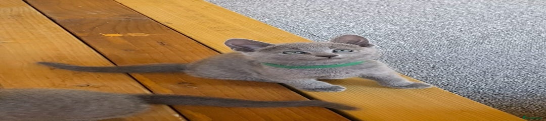 Russian Blue Kitten 5