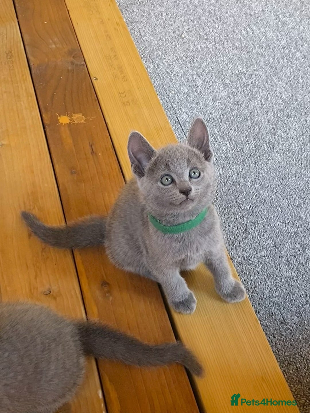 Russian Blue cats for sale: Russian Blue Kittens – Full Pedigree, TICA Parents - Image 10