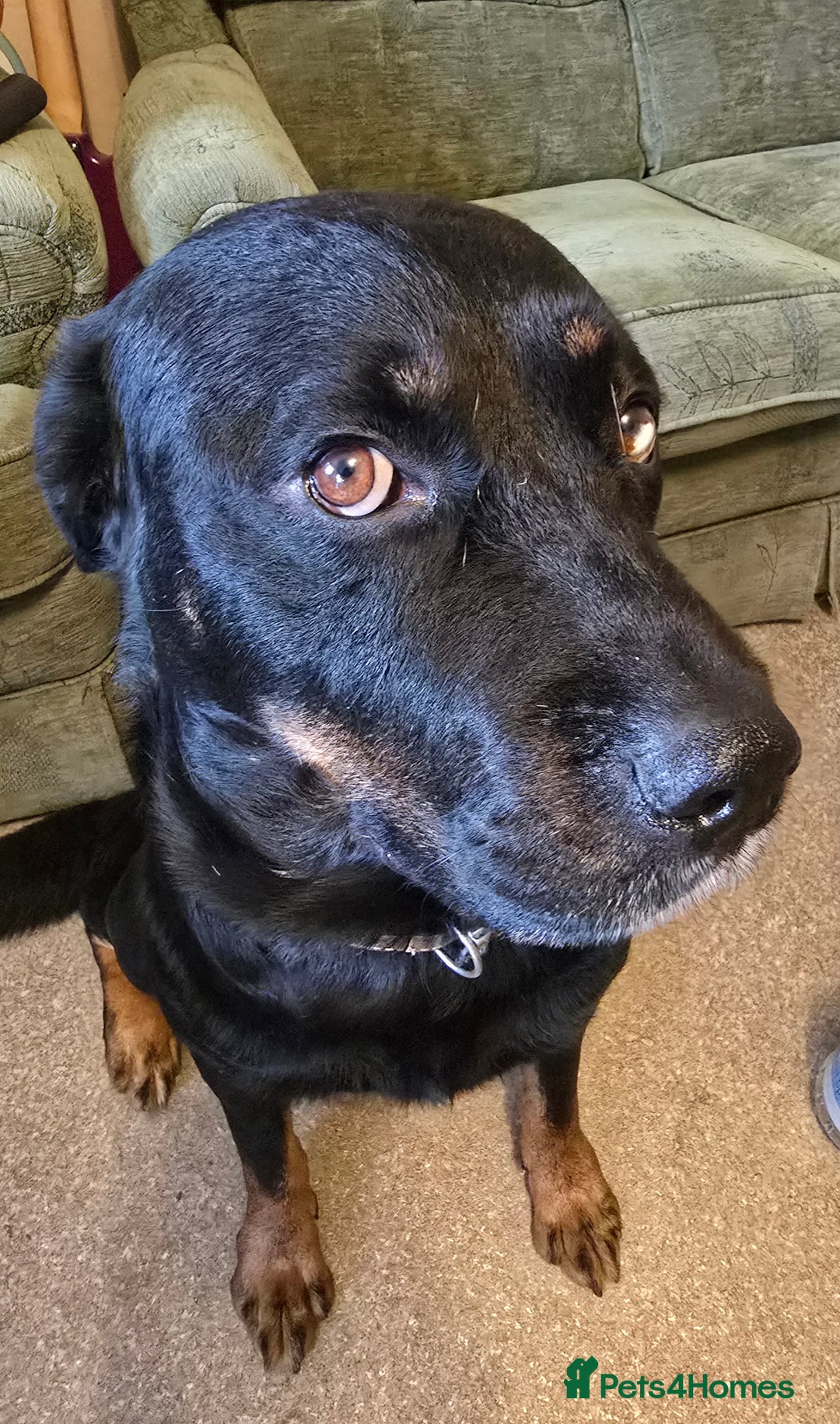 Mixed Breed dogs for sale: Puppies for sale  - Advert 5