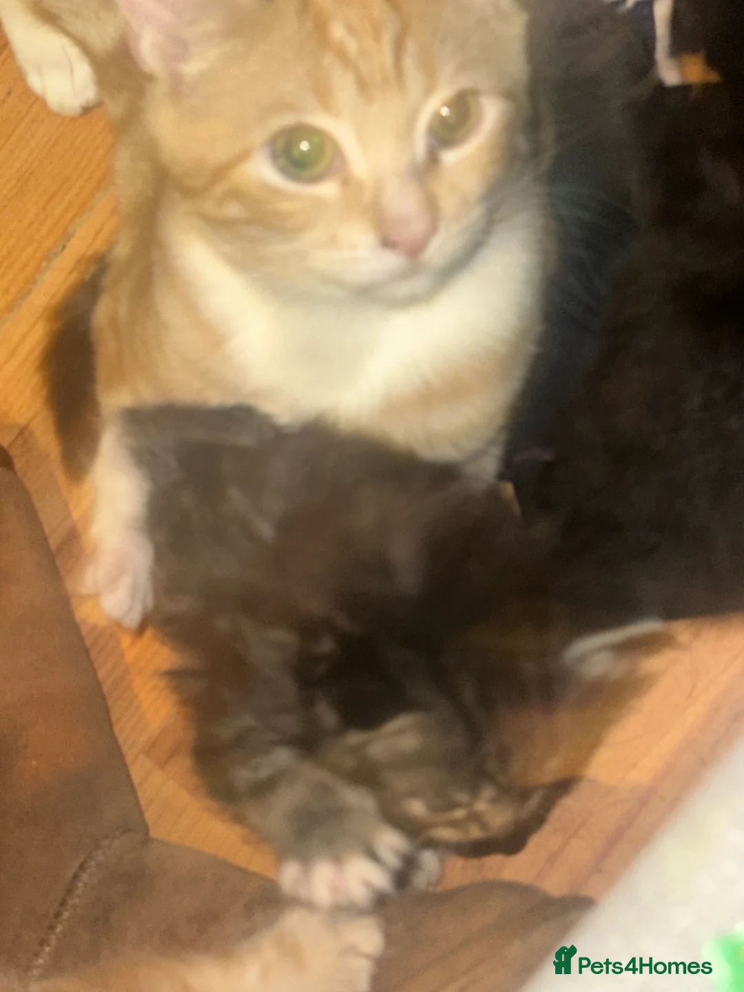 Bengal cats for sale: Male  bengal cross ragdoll - Advert 3