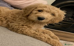 Double Doodle dogs for sale: Double doodles due soon!  - Image 6