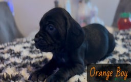 Mixed Breed dogs for sale: ⭐️ Cockerdor Puppies ⭐️  - Advert 14