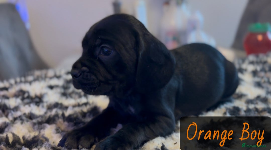 Mixed Breed dogs for sale: ⭐️ Cockerdor Puppies ⭐️  - Advert 14