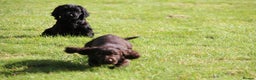 Cocker Spaniel dogs for sale: Gorgeous KC Reg Cocker Spaniels for Forever Homes - Advert 20