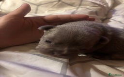 French Bulldog dogs for sale: French bulldogs  - Image 10