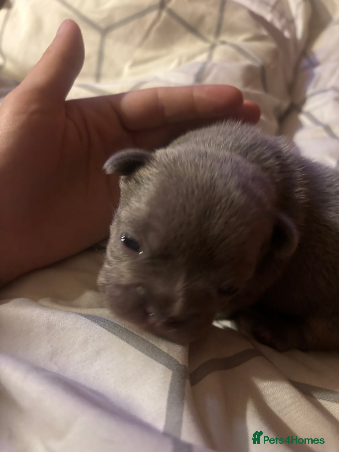 French Bulldog dogs for sale: French bulldogs  - Image 10