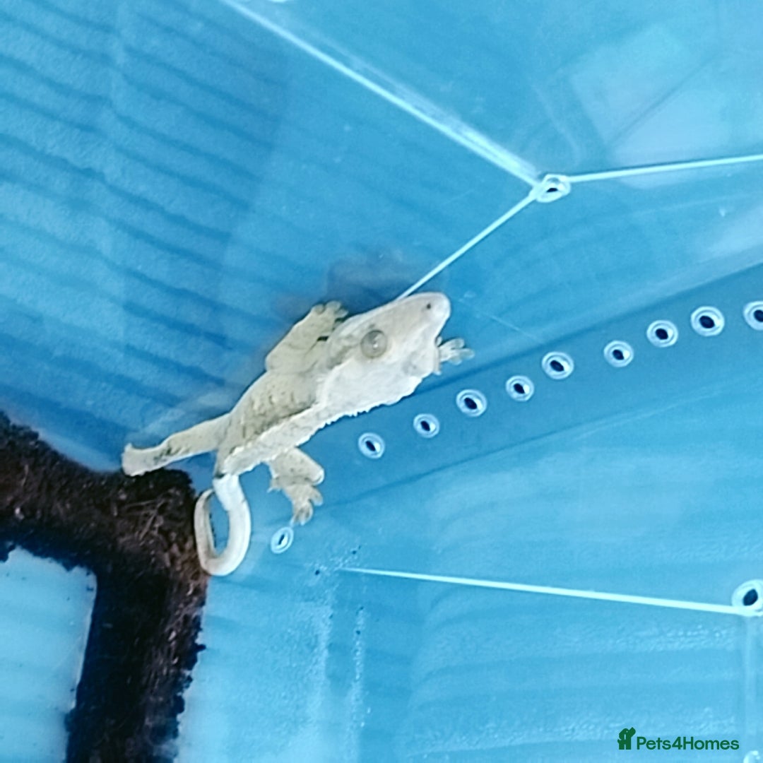 Gecko reptiles for sale: Crested  - Image 3