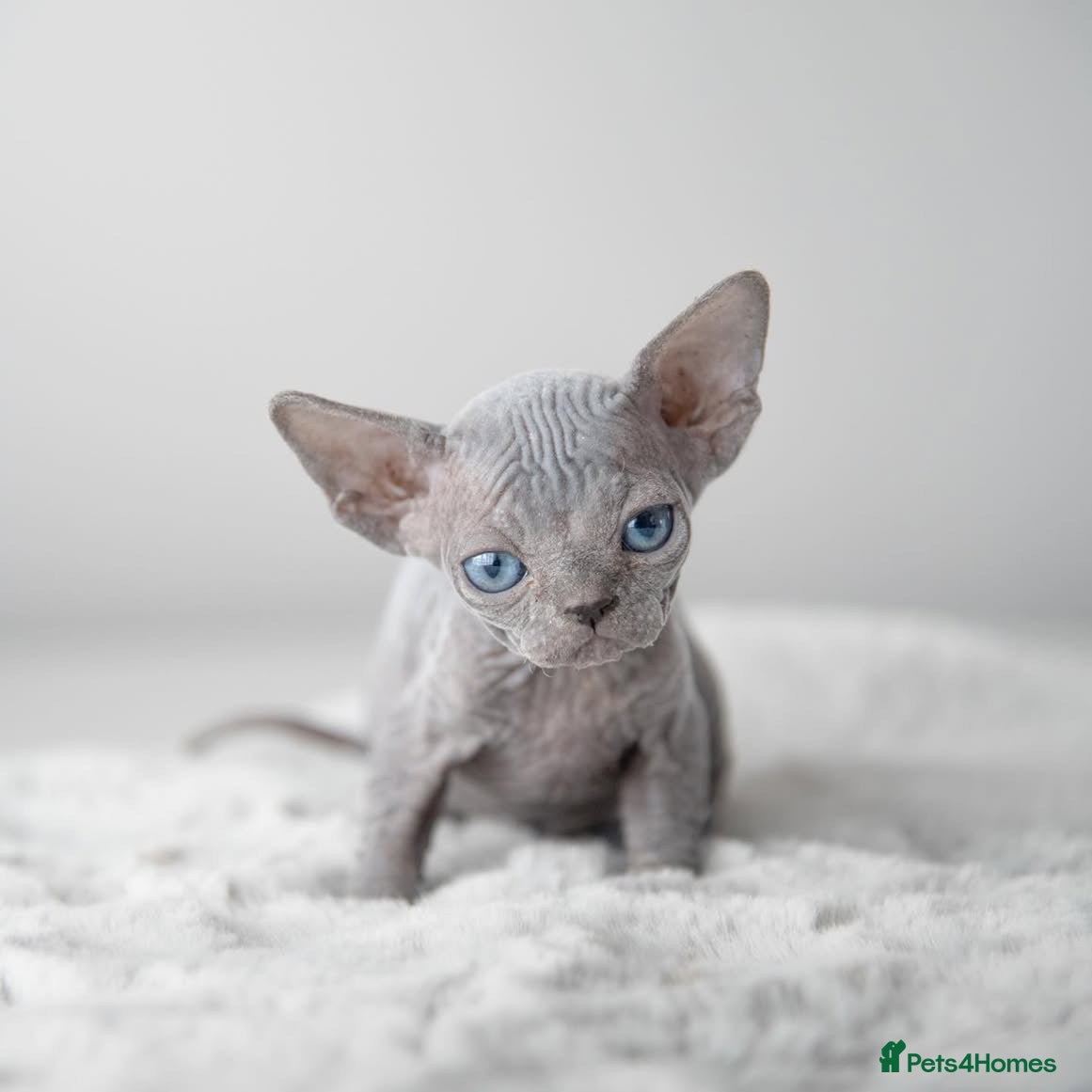 Sphynx cats Champion sphynx litter due soon  - Advert 6