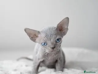 Sphynx cats Champion sphynx litter due soon - Advert 6