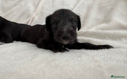 Bedlington Terrier dogs for sale: F1 bedlington terrier x whippet puppies - Image 6