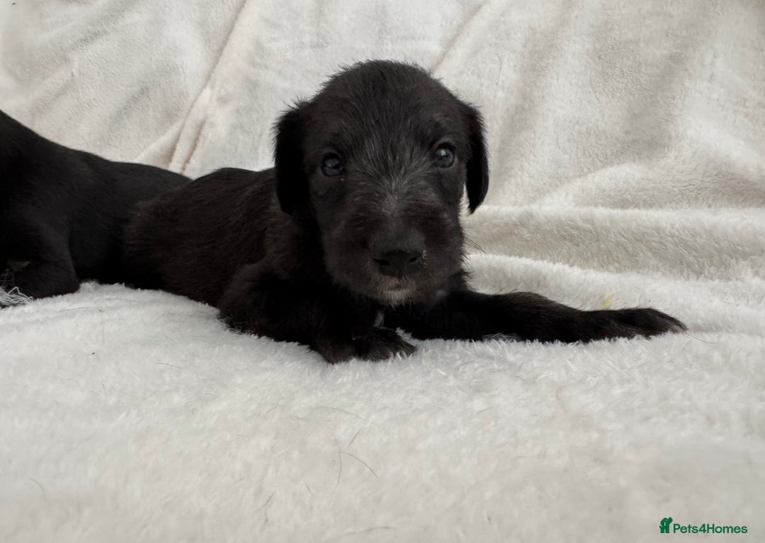 Bedlington Terrier dogs for sale: F1 bedlington terrier x whippet puppies - Image 6