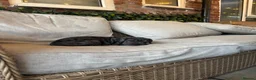 Mixed Breed dogs for sale: (Ready to leave)Cocker X Frenchie puppies in Northwich - Advert 24