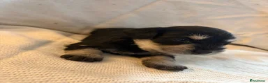 Miniature Schnauzer Puppy 5