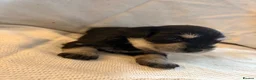 Miniature Schnauzer dogs for sale: 6 beautiful mini schnauzer for sale  - Advert 11