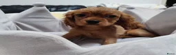 Cavalier King Charles Spaniel dogs for sale: Adorable Cavalier Puppies Ready to Leave - Advert 3