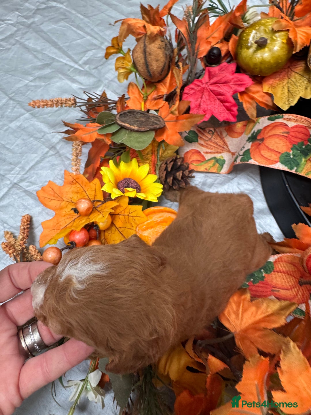 Cockapoo dogs for sale: STUNNING RED F1B COCKAPOO - Image 4