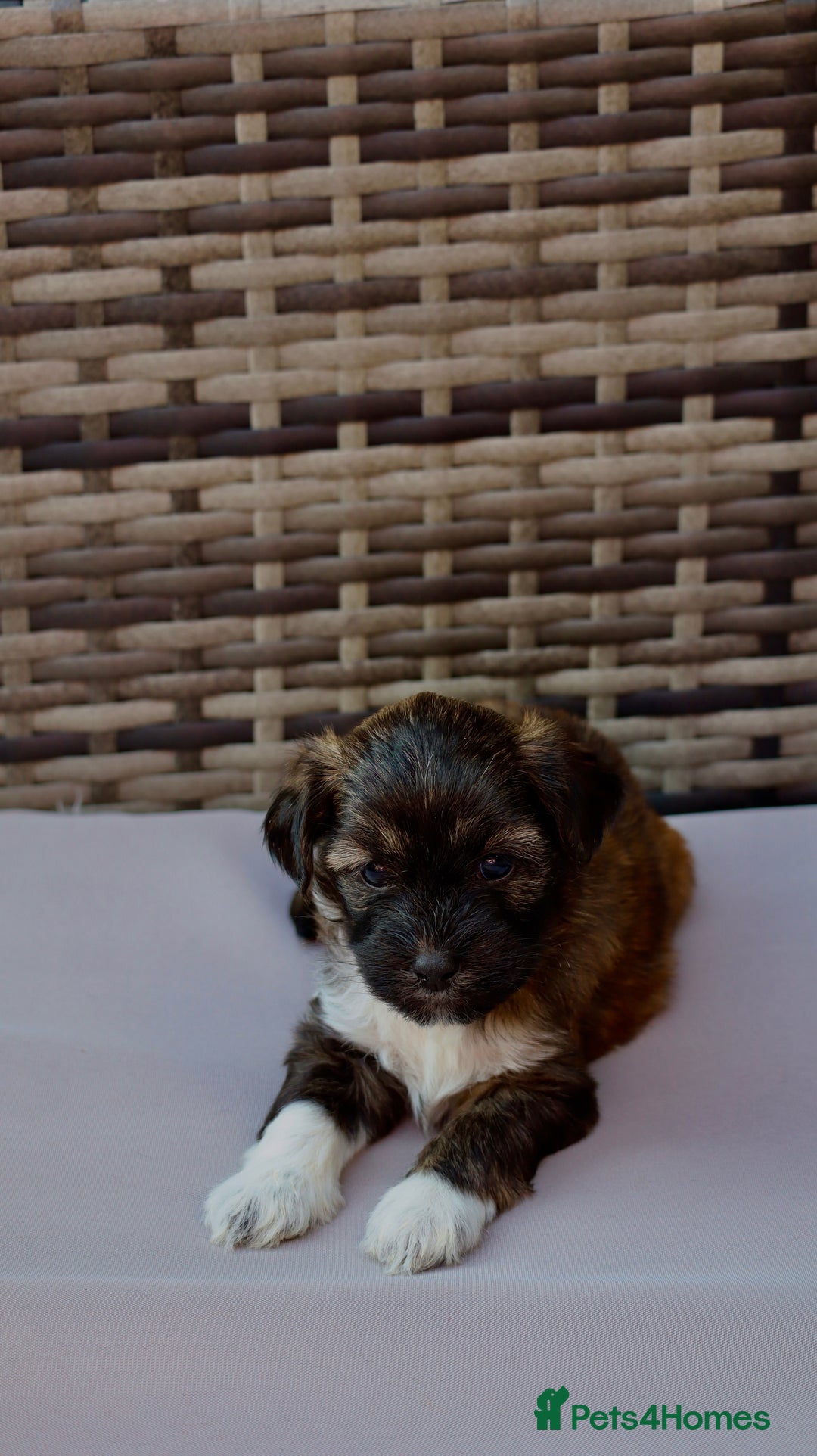 Lhasapoo dogs for sale: Lhasapoo puppies  - Image 3