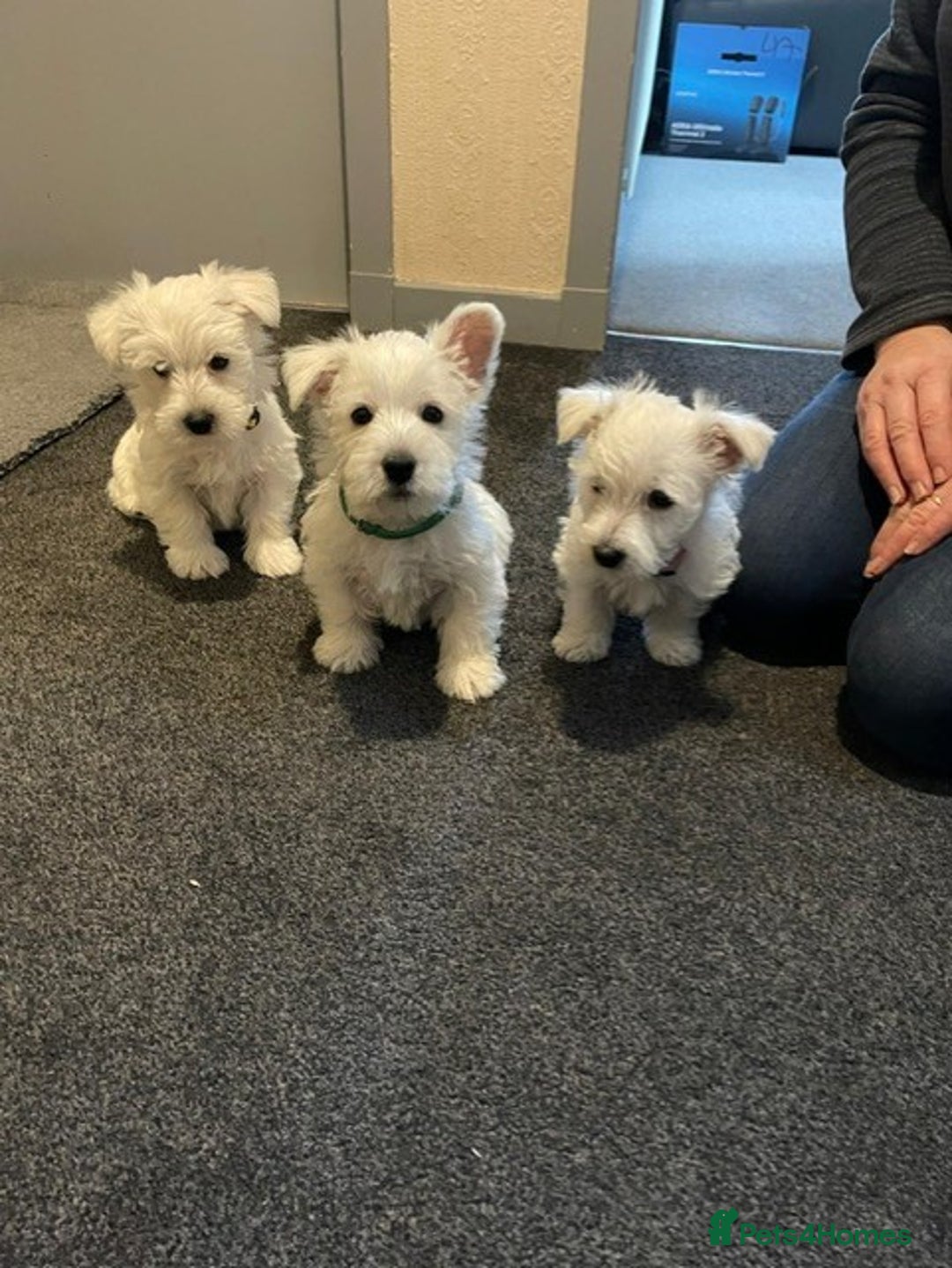 West Highland Terrier dogs for sale: WEST HIGHLAND TERRIER PUPPIES - Advert 2