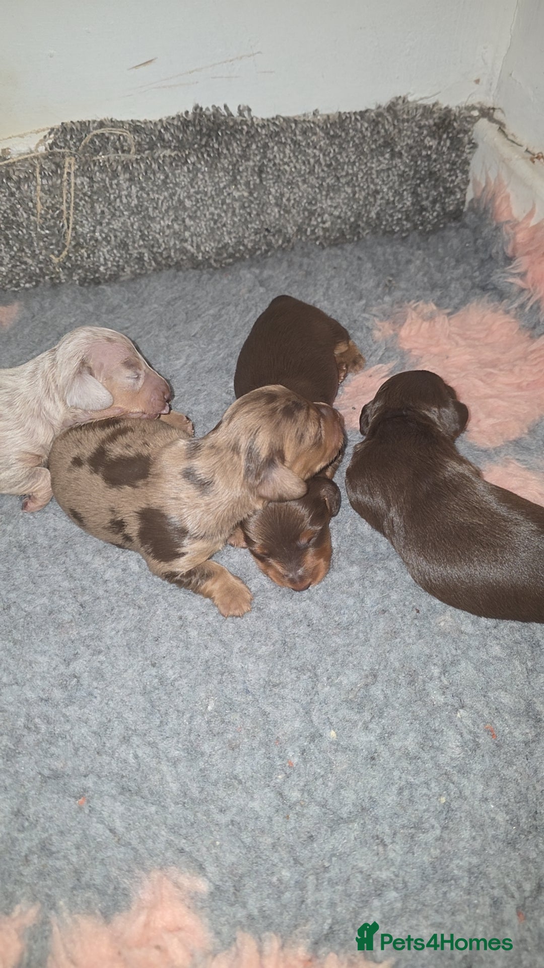 Miniature Dachshund dogs for sale: Miniature dachshund Puppies - Advert 29