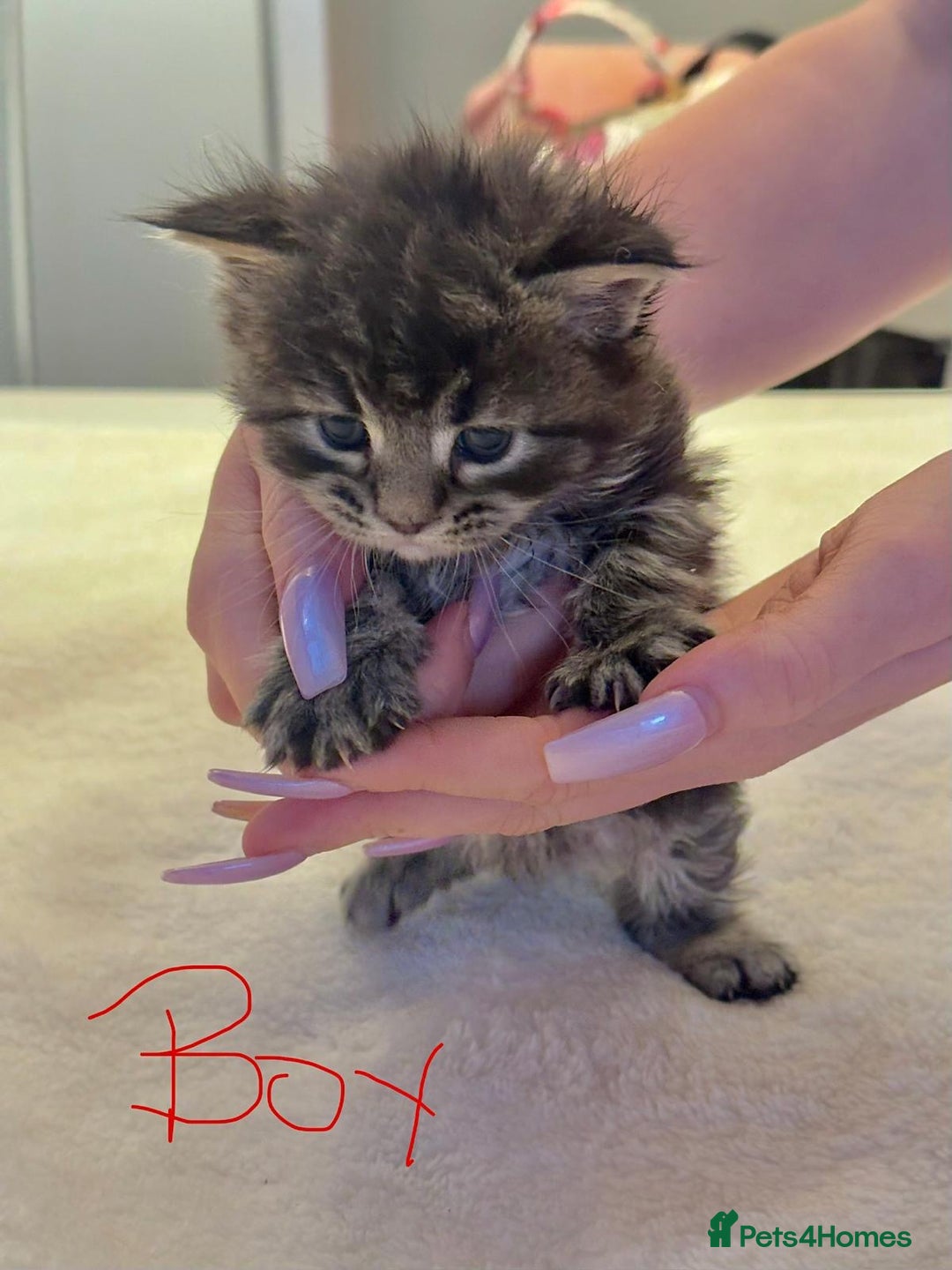 Maine Coon cats for sale: Full breed gorgeous Mainecoon kittens ready Jan 31 - Advert 13