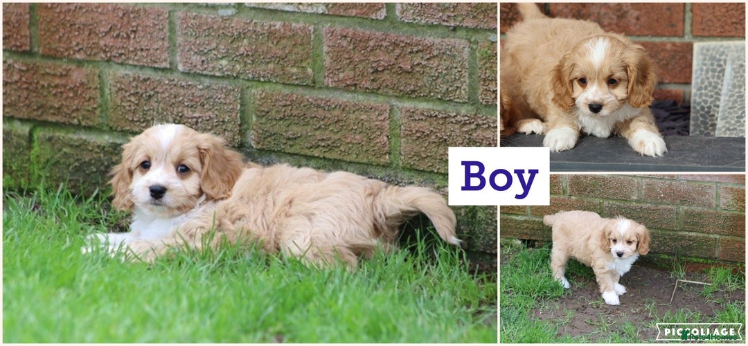 Cavapoo dogs for sale: F1 Cavapoo puppies for sale - Image 4