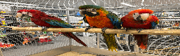 Macaws birds for sale: Variety of handreared tame baby macaws  - Advert 2