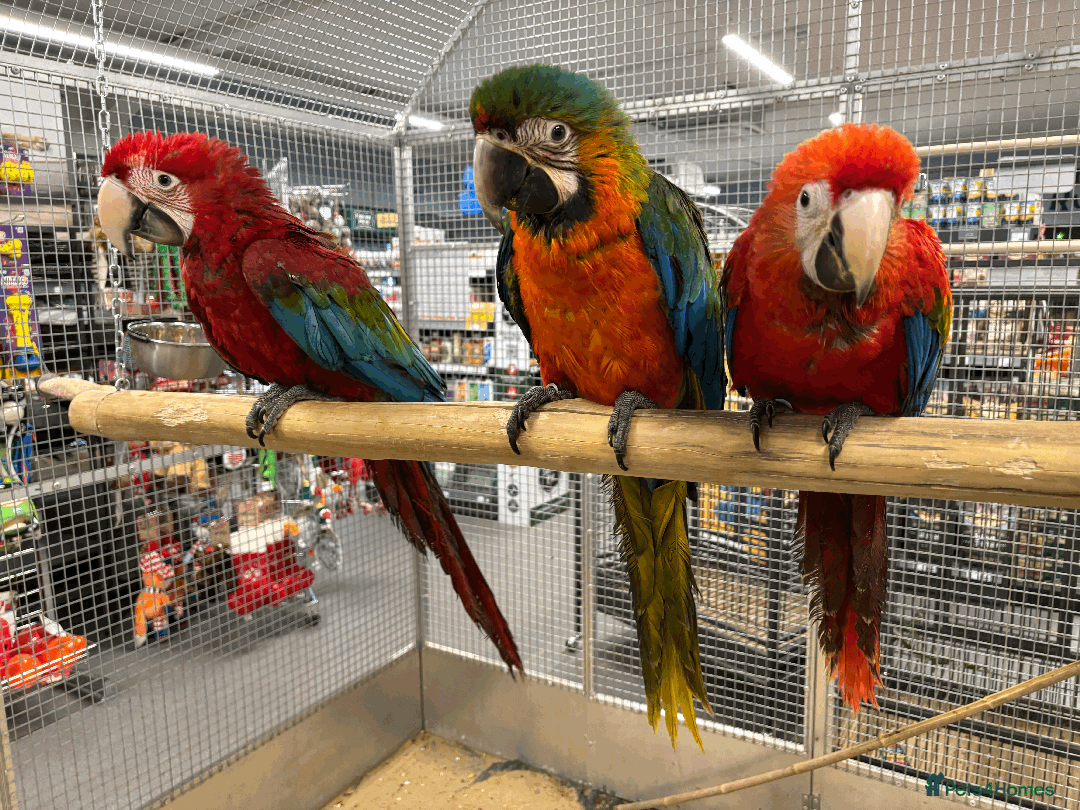 Macaws birds for sale: Variety of handreared tame baby macaws  - Advert 2
