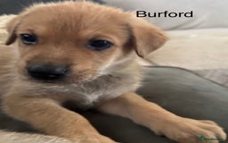 Mixed Breed dogs for sale: Beautiful Inca & handsome Nanuq PUPDATE x4 - Image 32
