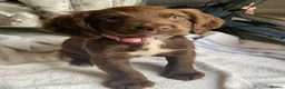 Sprocker dogs for sale: Sprocker puppies  - Advert 17