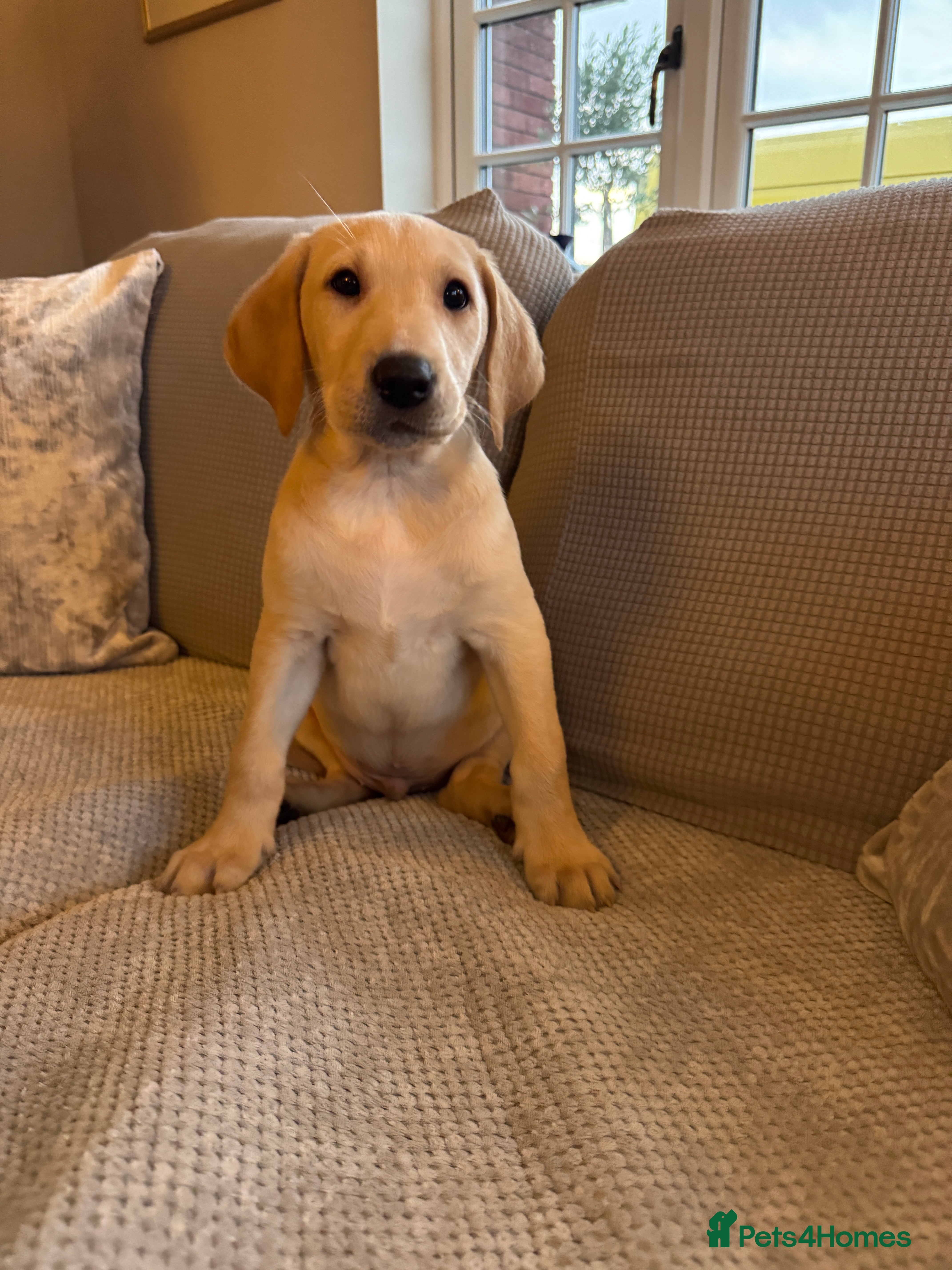 Labrador Retriever dogs Adorable KC Labrador Puppy - Advert 4