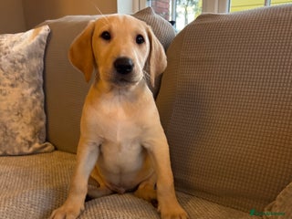 Labrador Retriever dogs Adorable KC Labrador Puppy - Advert 1