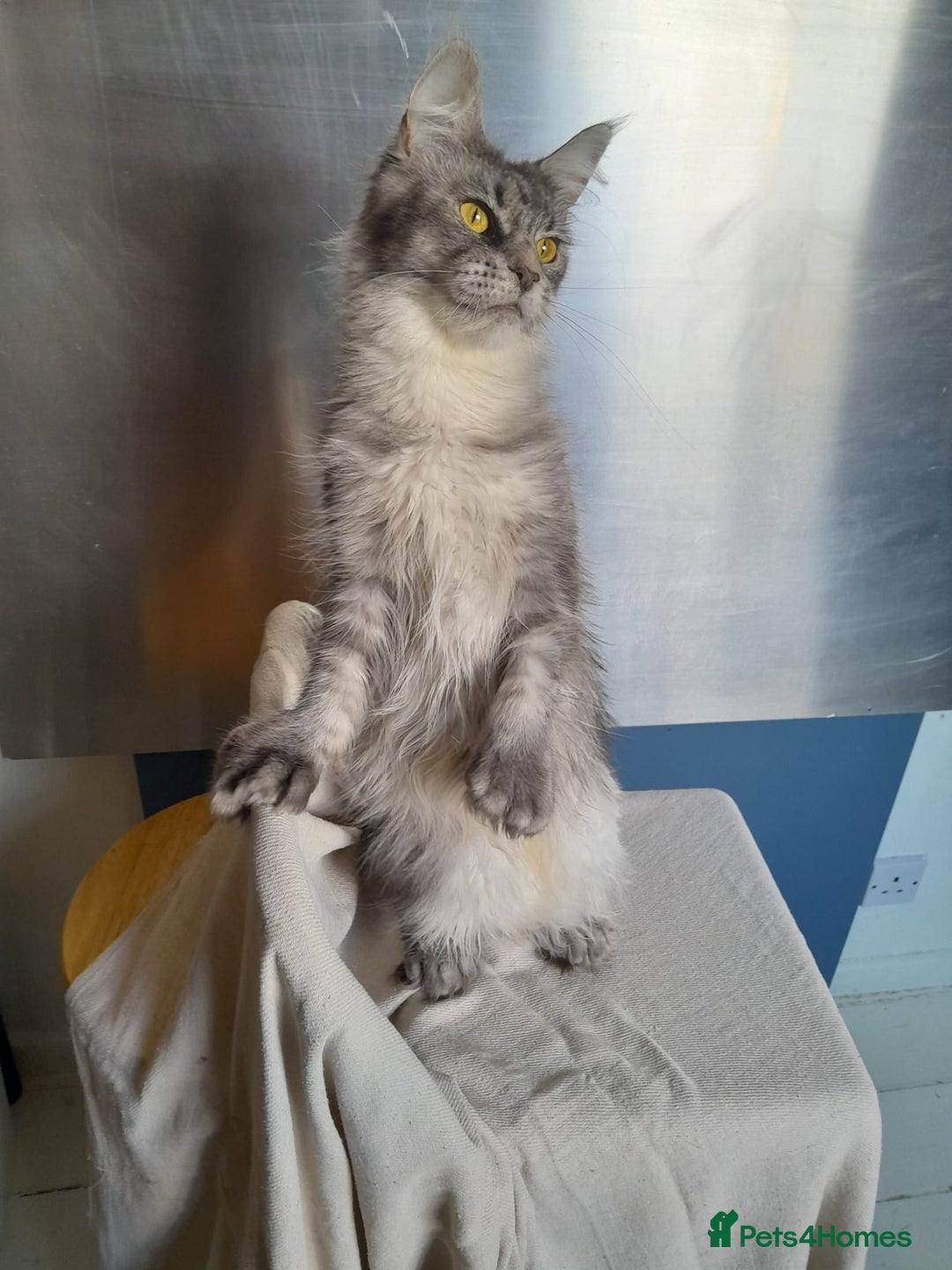 Maine Coon cats for sale: black silver ticked polydactyl girl MaineCoon TICA - Advert 5