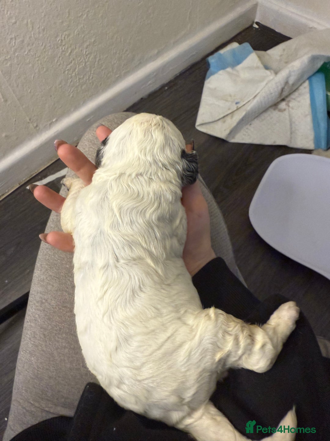 Cockapoo dogs for sale: 4 males and 1 female  - Advert 12