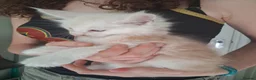 Maine Coon cats for sale: Stunning health tested, tica reg kittens 😍 - Advert 21