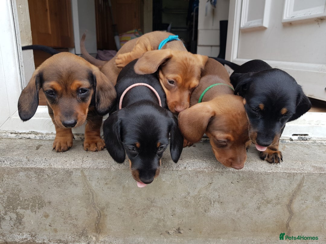 Dachshund dogs for sale: READY NOW Dachshund Puppies - Image 24