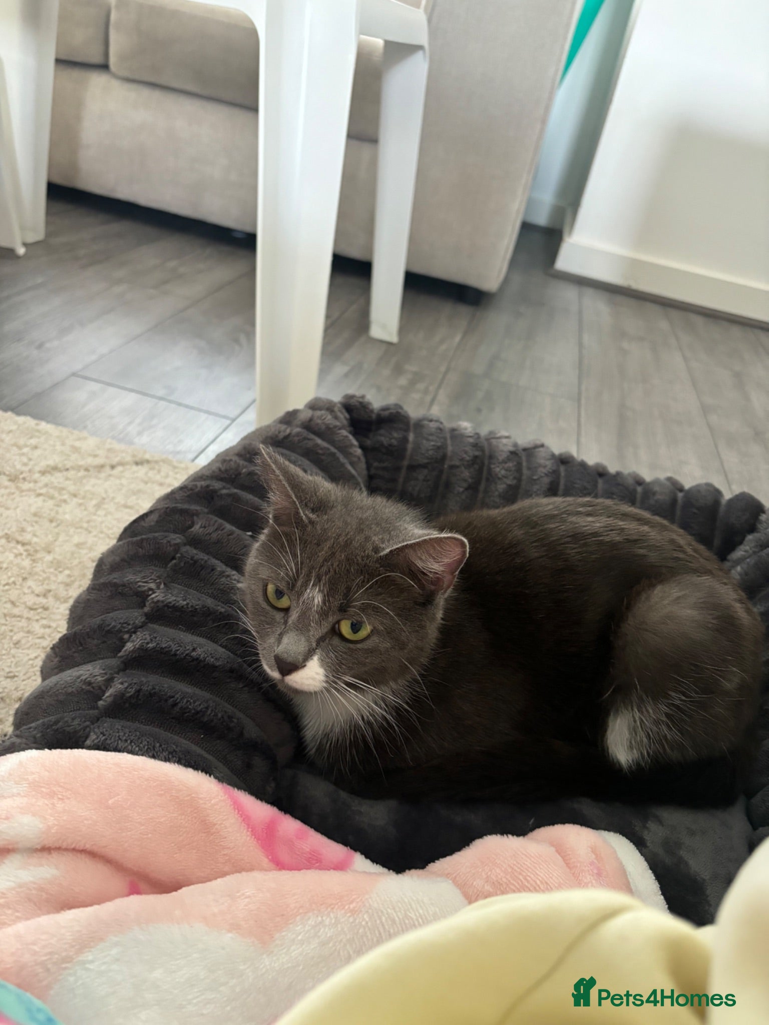 Domestic Shorthair cats Kittens. - Advert 1