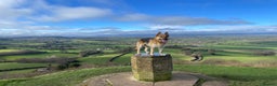 German Shepherd dogs for stud: Spectacular GSD wolfdog *for Stud only* in Dursley - Advert 11