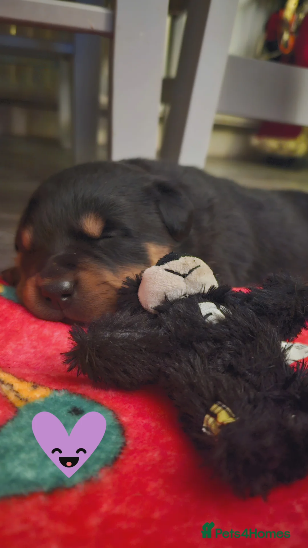 Rottweiler dogs for sale: True type Rottweilers  - Advert 9