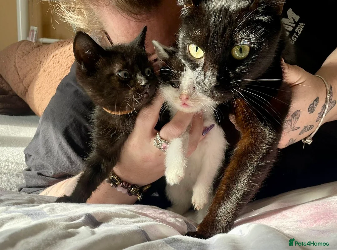 Mixed Breed cats for sale: Two Beautiful Kittens for sale  - Advert 5