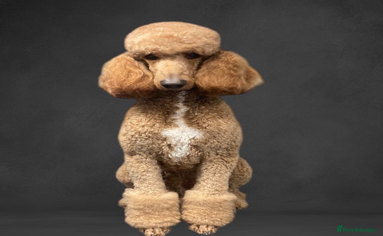 Standard Poodle dogs - Advert 14