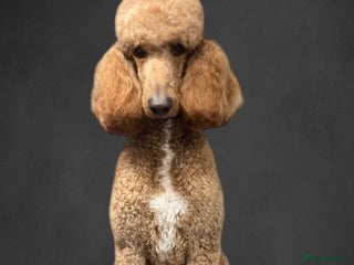 Standard Poodle dogs - Advert 3
